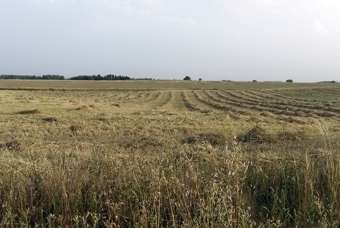 La cosecha ya est&aacute; muy avanzada en la comarca