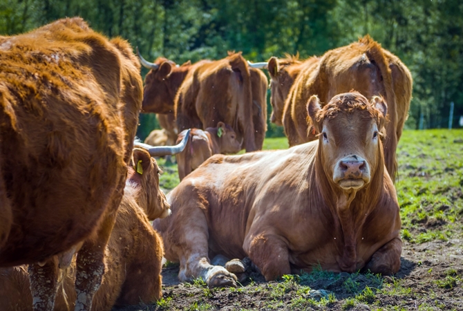 Imagen: Cooperativa Ecol&oacute;gica Agrodruzstvo B&aacute;nov&aacute;