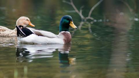 Castilla y León inicia un nuevo censo de aves acuáticas invernantes para evaluar su estado de conservación