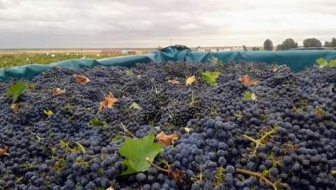 Las cuatro variedades seleccionadas mantienen par&aacute;metros de calidad enol&oacute;gica comparables a los de referencias tradicionales como el Tempranillo o el Verdejo