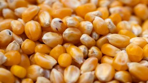 Los mercados recuperan la estabilidad tras el dato histórico de producción de maíz en Estados Unidos