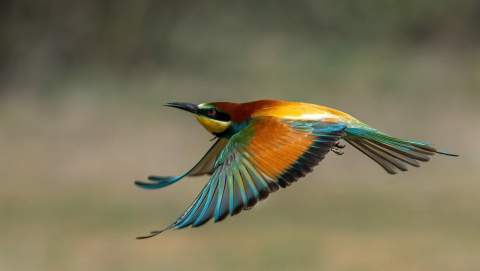 Hides de Almanza sortea una experiencia doble para amantes de la fotografía de naturaleza