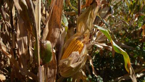 Las lluvias complican la campaña del maíz, todavía con el 15 % sin cosechar