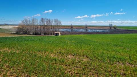 De espacios insalubres a tesoros naturales: el histórico plan para salvar los humedales que llegará a Joarilla de las Matas