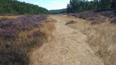 Almanza proyecta cuatro nuevas balsas para proteger sus montes y apoyar a la ganadería