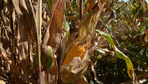 El maíz leonés cierra la campaña con una caída de precios del 6 % respecto a 2025