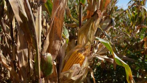 La pinza energética y logística en Ormuz asfixia al campo antes de las siembras de primavera