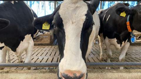 La Diputación convoca una línea de ayudas para los ganaderos leoneses de vacuno de leche