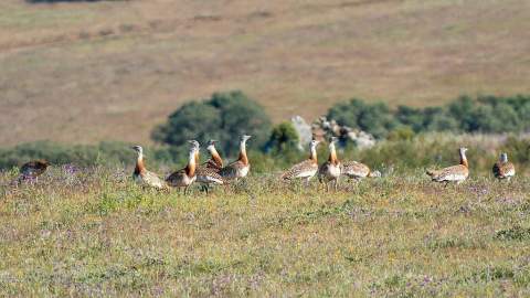 Grupo de avutardas. Imagen: Ecologistas en acción