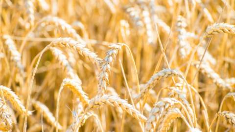 El Gobierno da luz verde a la orden de módulos con una rebaja del 15% en el IRPF para los profesionales del campo