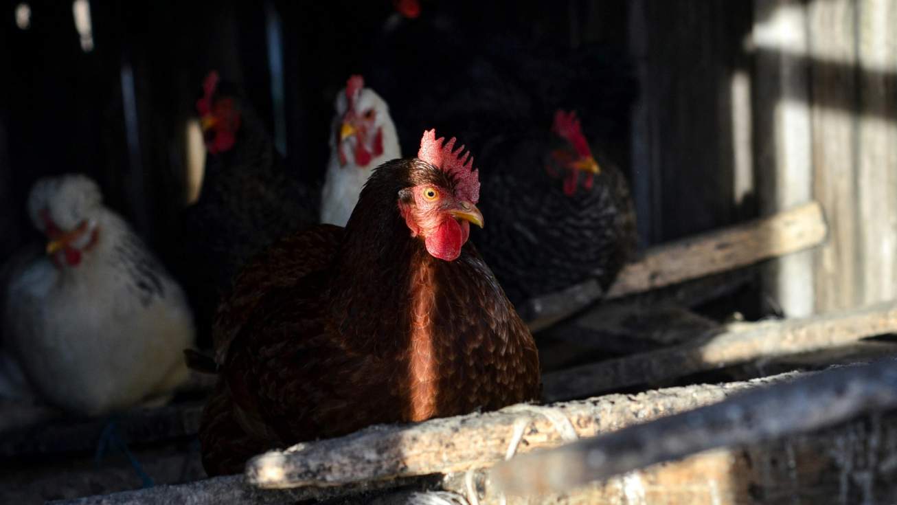 Agricultura, Pesca y Alimentaci&oacute;n levanta las medidas de confinamiento de aves de corral