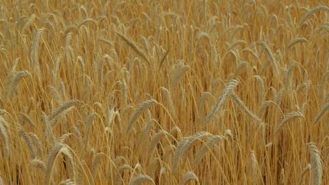 El precio del cereal se mantiene estancado a pesar de las tensiones globales