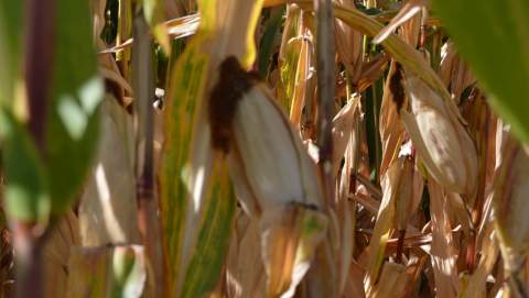 Trigo y triticale continúan con su senda bajista