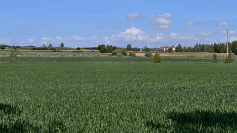 El girasol gana terreno en la provincia ante el encarecimiento de los abonos y el exceso de lluvia