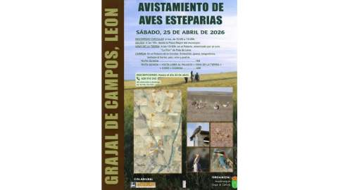 Las 'reinas' de la estepa se posan en Grajal de Campos