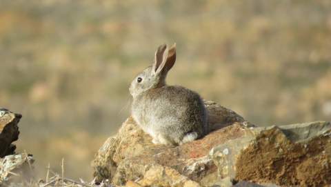 El sureste leonés se consolida como el principal 'santuario' del conejo en la provincia