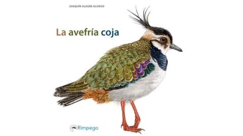 'La avefría coja' que eligió dormir bajo el cielo de Sahagún
