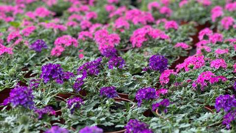 Ros Mari dispone de una amplia selección de plantas para dar vida a cualquier espacio