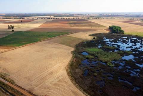 Laguna Grande, en Bercianos. Imagen: Fundación Tierra Ibérica