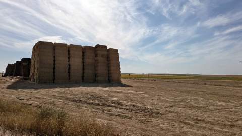 Maíz, avena y centeno ascienden en medio de la volatilidad del mercado exterior