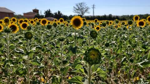 La producción de cereal se desploma un 42 % en Castilla y León tras una campaña marcada por las lluvias y los bajos precios