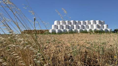 Tensión global y meteorología encienden las cotizaciones del cereal