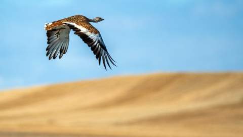 Avutarda. Imagen: Fundación Global Nature