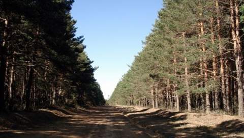 La masa forestal de Riocamba pertenece al término municipal de Cea