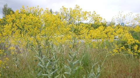 Un informe de la CHD detecta 108 especies invasoras de flora y 20 de fauna en la cuenca del Duero
