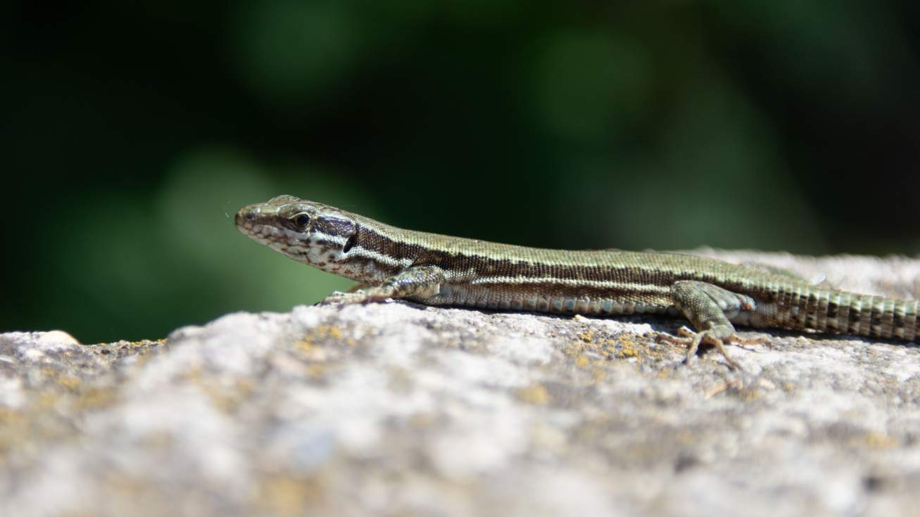 Gordaliza del Pino impulsa un concurso de fotograf&iacute;a para poner en valor la fauna local
