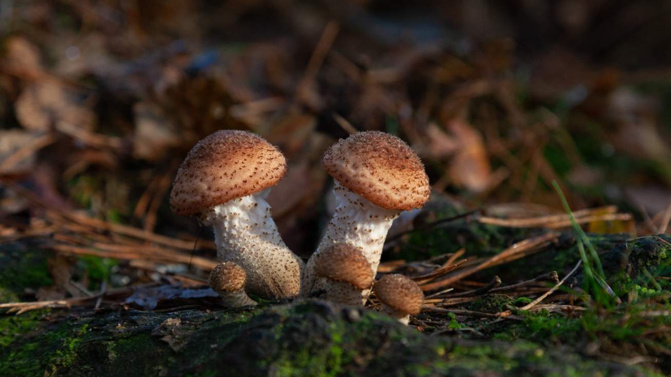 MicoAlmanza alcanza su décima edición fusionando didáctica y gastronomía