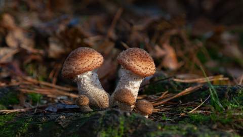 MicoAlmanza alcanza su décima edición fusionando didáctica y gastronomía