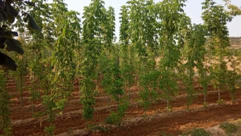 El vivero de Ribaseca se encarga de surtir a los pueblos de plantas desde hace tres décadas