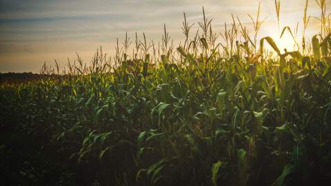 Las lluvias retrasan la cosecha del maíz en la provincia