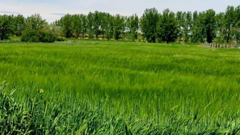 Campo de trigales en Grajal de Campos